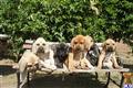 Fila Brasileiro
